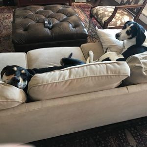 Meet your Posher, Dennis